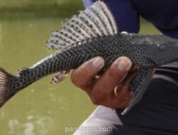 Pemkab Bogor Olah Ikan Sapu-Sapu Hasil Tangkapan dari Situ Citatah Jadi Pupuk Organik