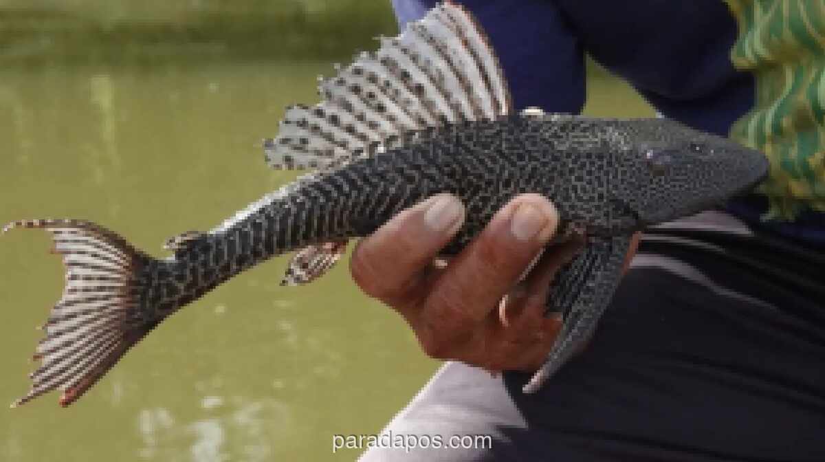 Pemkab Bogor Olah Ikan Sapu-Sapu Hasil Tangkapan dari Situ Citatah Jadi Pupuk Organik