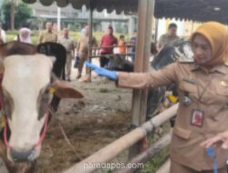 Pemkot Jakarta Barat Kumpulkan 78 Hewan Kurban, Pastikan Kesehatan dan Kelayakan