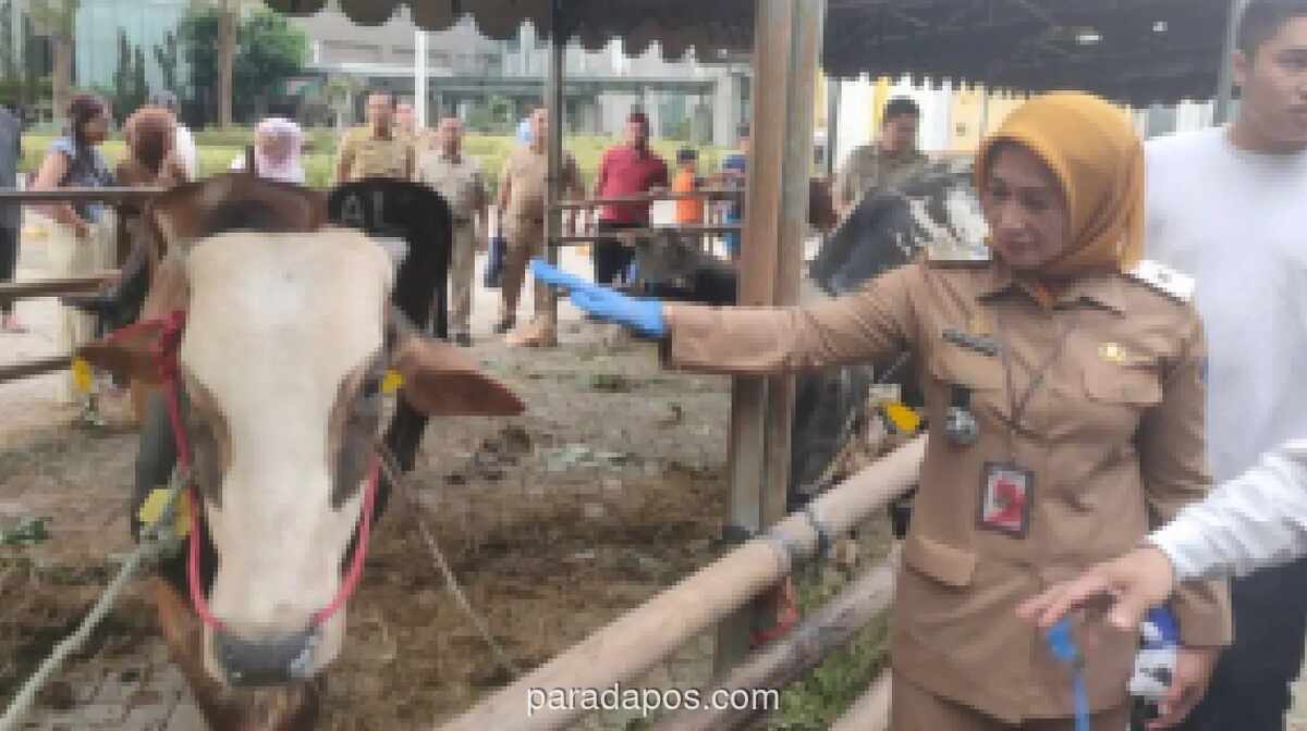 Pemkot Jakarta Barat Kumpulkan 78 Hewan Kurban, Pastikan Kesehatan dan Kelayakan