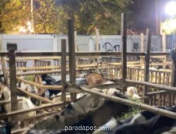 Pemprov DKI Larang Pedagang Hewan Kurban Berjualan di Trotoar dan Taman Kota