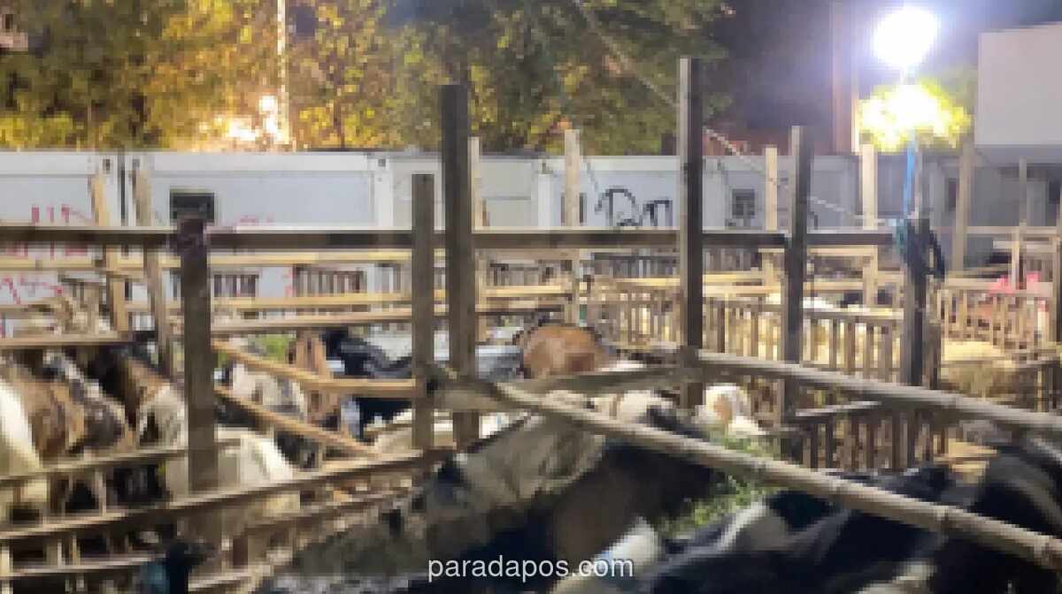 Pemprov DKI Larang Pedagang Hewan Kurban Berjualan di Trotoar dan Taman Kota