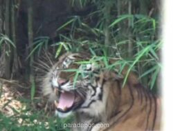 Dua Anak Harimau Sumatra Cacat Kaki Lahir di Konservasi Lembah Hijau Lampung, Bukti Keberhasilan Program Penangkaran