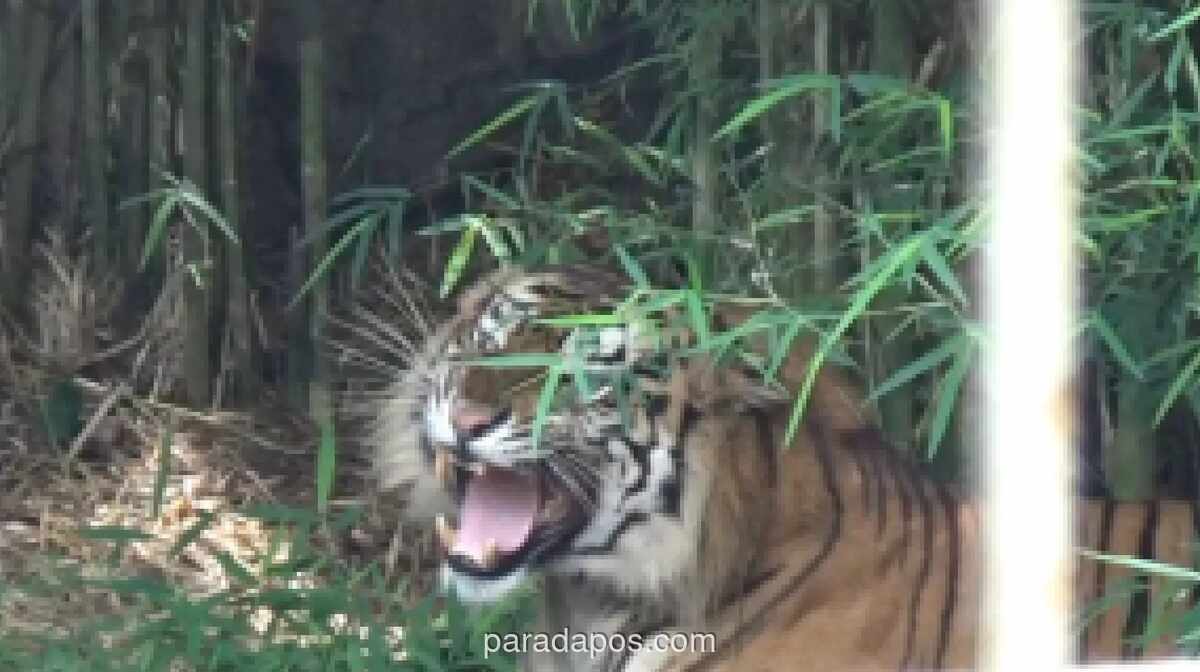 Dua Anak Harimau Sumatra Cacat Kaki Lahir di Konservasi Lembah Hijau Lampung, Bukti Keberhasilan Program Penangkaran