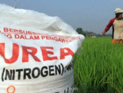 Pupuk Indonesia Salurkan Stok Subsidi pada Mei 2026, Berikut Syarat dan Cara Tebusnya