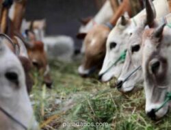 Seskab Teddy Borong 35 Sapi Kurban Berbobot Satu Ton dari Peternak Boyolali