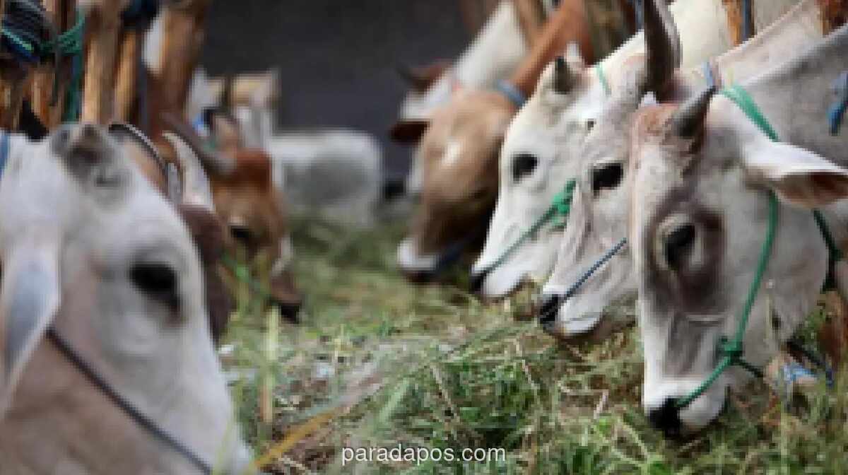 Seskab Teddy Borong 35 Sapi Kurban Berbobot Satu Ton dari Peternak Boyolali