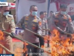 Polisi Musnahkan 200 Kg Ganja Hasil Pengungkapan Ladang 20 Hektar di Empat Lawang
