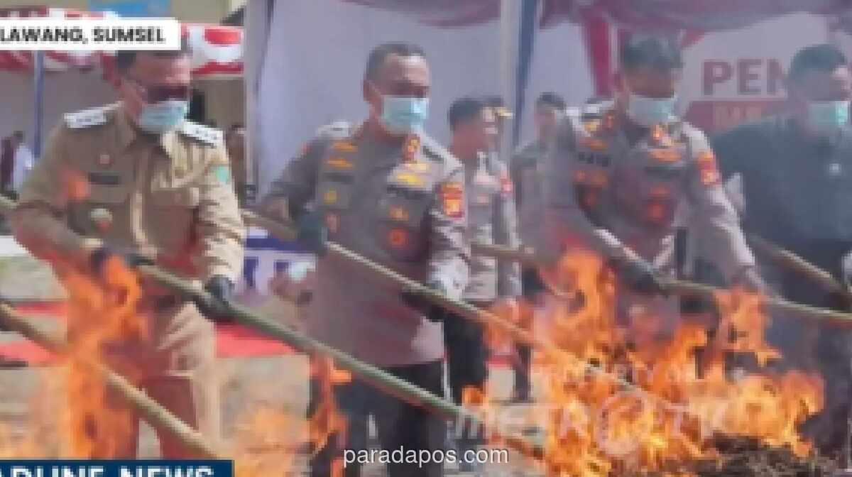 Polisi Musnahkan 200 Kg Ganja Hasil Pengungkapan Ladang 20 Hektar di Empat Lawang