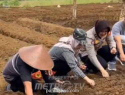 Polres Ciamis dan Petani Sulap Lahan Tadah Hujan Jadi Lahan Produktif dengan Metode Tumpang Sari