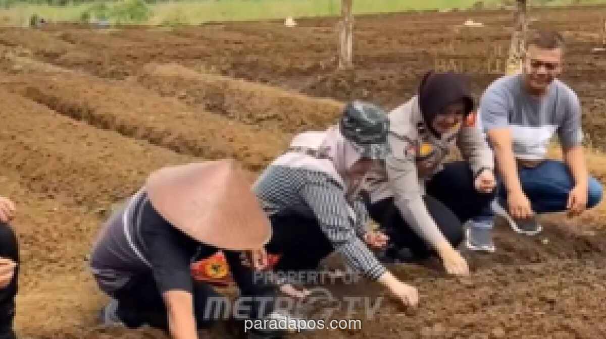 Polres Ciamis dan Petani Sulap Lahan Tadah Hujan Jadi Lahan Produktif dengan Metode Tumpang Sari