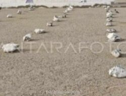 Tiga Jemaah Haji Asal Aceh Meninggal di Tanah Suci, Satu Batal Wukuf