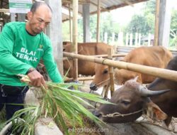 Baznas Luncurkan Program Kurban Berkah Berdayakan Desa, Targetkan Distribusi ke Pelosok Negeri