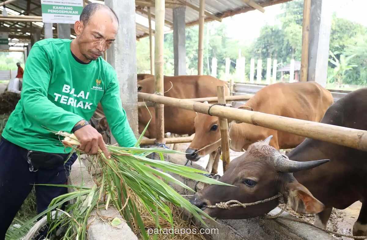 Baznas Luncurkan Program Kurban Berkah Berdayakan Desa, Targetkan Distribusi ke Pelosok Negeri