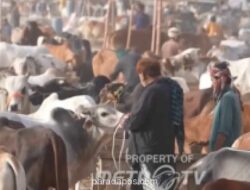 Menjelang Iduladha 2026, Harga Hewan Kurban di Maroko dan Pakistan Melonjak, Namun Permintaan Tetap Tinggi