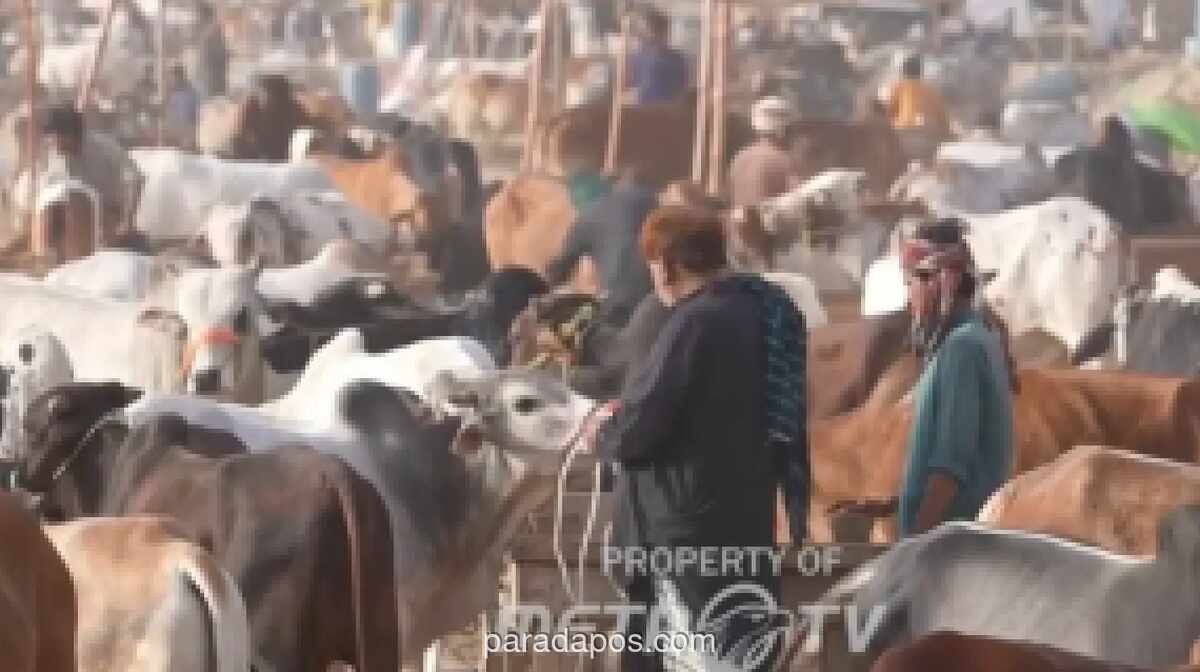 Menjelang Iduladha 2026, Harga Hewan Kurban di Maroko dan Pakistan Melonjak, Namun Permintaan Tetap Tinggi