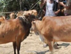 Persediaan Hewan Kurban di Aceh Timur Capai 2.428 Ekor Jelang Iduladha 2026
