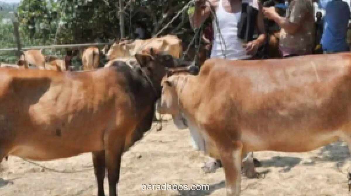 Persediaan Hewan Kurban di Aceh Timur Capai 2.428 Ekor Jelang Iduladha 2026