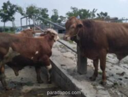 Stok Hewan Kurban Gunungkidul Surplus, Siap Suplai Kebutuhan Daerah Lain di DIY