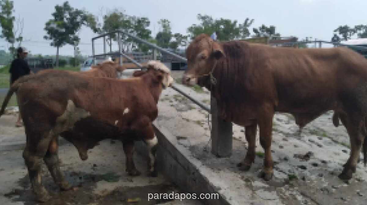 Stok Hewan Kurban Gunungkidul Surplus, Siap Suplai Kebutuhan Daerah Lain di DIY