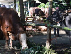 Menkeu Akui Tak Tahu Anggaran Rp100 Miliar untuk Sapi Kurban Presiden