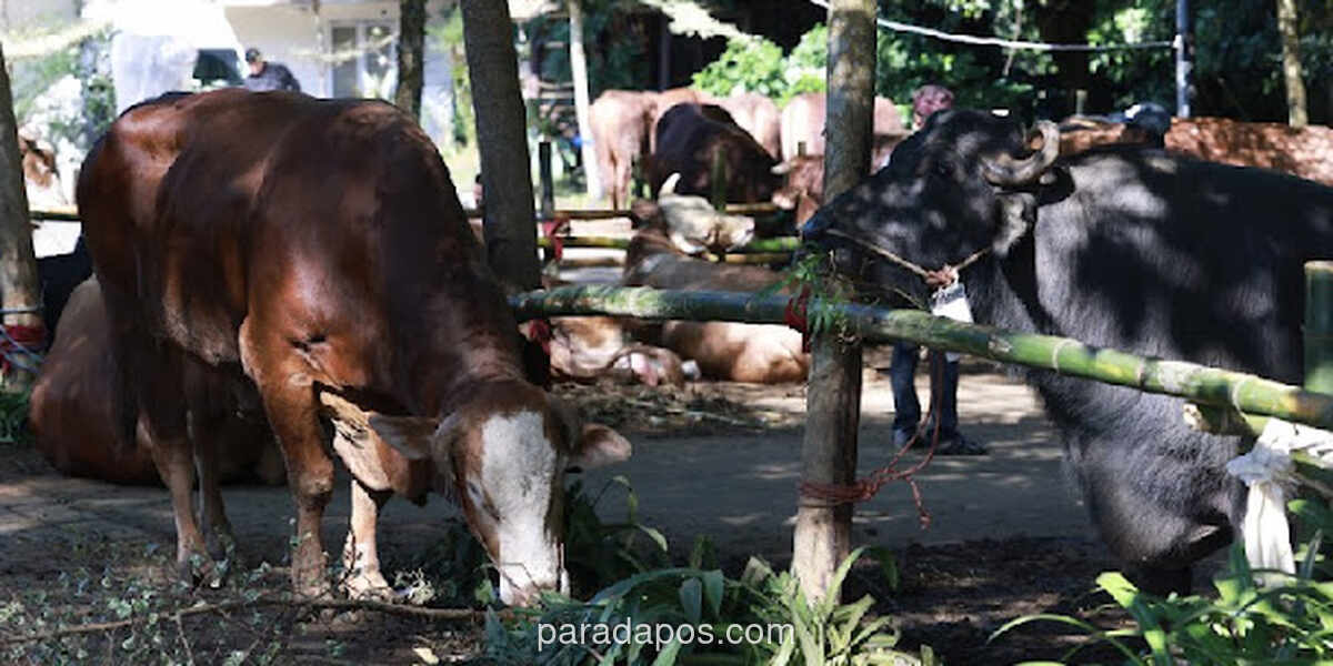 Menkeu Akui Tak Tahu Anggaran Rp100 Miliar untuk Sapi Kurban Presiden