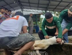 Nurcholis Madjid: Agama dan Tradisi Tak Terpisahkan, Ritual Kurban di Indonesia Bertransformasi Jadi Tradisi Sosial dan Ekonomi