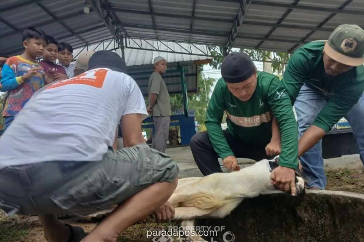 Nurcholis Madjid: Agama dan Tradisi Tak Terpisahkan, Ritual Kurban di Indonesia Bertransformasi Jadi Tradisi Sosial dan Ekonomi