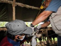 Dinas Ketahanan Pangan Palangkaraya Periksa Kesehatan Hewan Kurban Jelang Iduladha 2026, Beri Label Kuning sebagai Jaminan ASUH