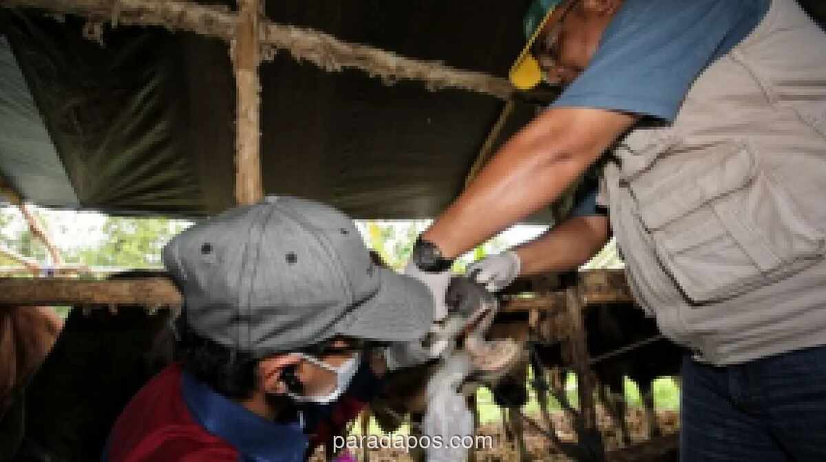 Dinas Ketahanan Pangan Palangkaraya Periksa Kesehatan Hewan Kurban Jelang Iduladha 2026, Beri Label Kuning sebagai Jaminan ASUH