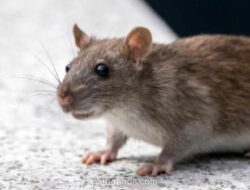 WHO Imbau 12 Negara Waspadai Hantavirus setelah Tiga Orang Tewas di Kapal Pesiar