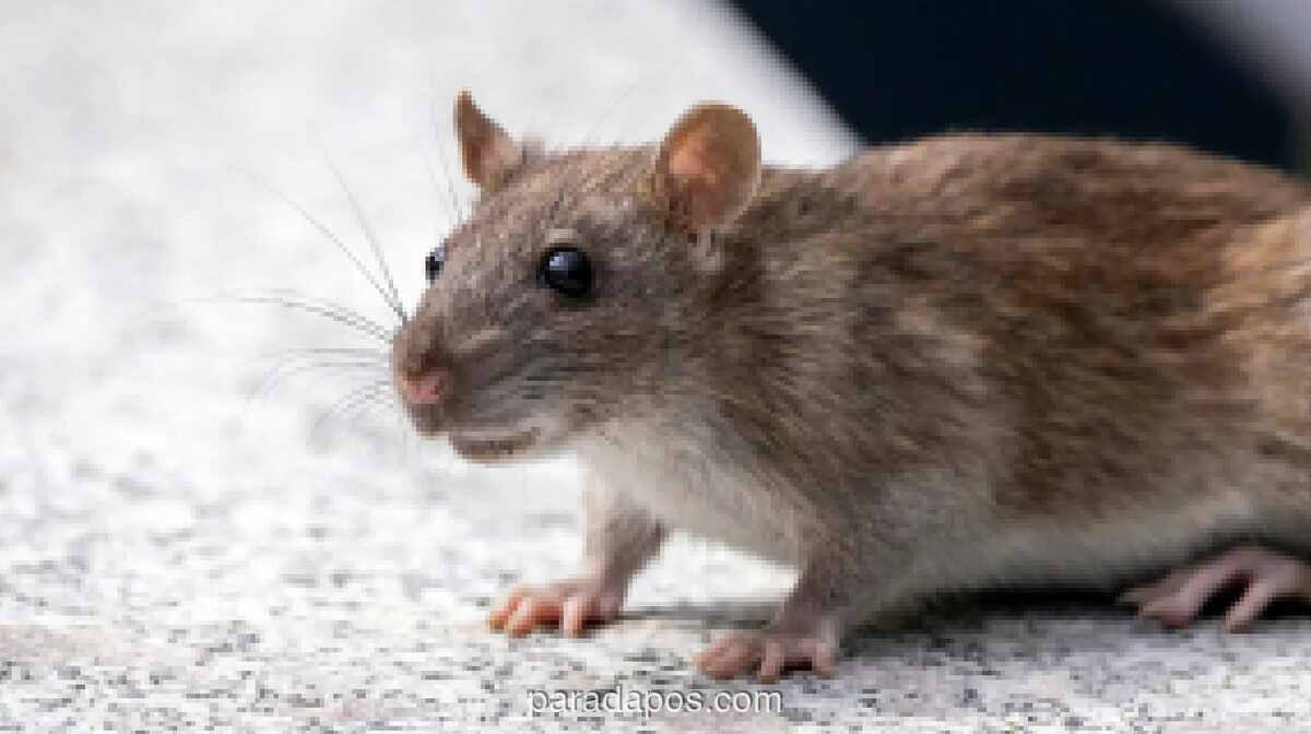 WHO Imbau 12 Negara Waspadai Hantavirus setelah Tiga Orang Tewas di Kapal Pesiar