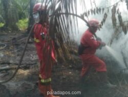 11 Daerah di Riau Siaga Darurat Karhutla, Kuansing Belum Menyusul