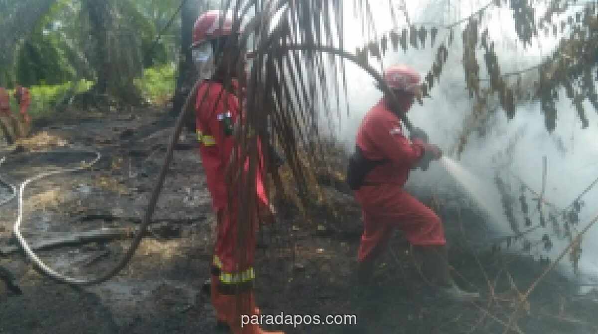 11 Daerah di Riau Siaga Darurat Karhutla, Kuansing Belum Menyusul