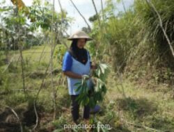 Petani Magelang Ubah Singkong Bernilai Rp300 per Kg Jadi Produk Bernilai Tambah, Raup Omzet Puluhan Juta