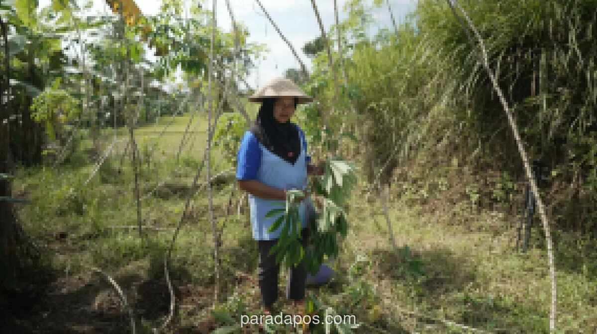 Petani Magelang Ubah Singkong Bernilai Rp300 per Kg Jadi Produk Bernilai Tambah, Raup Omzet Puluhan Juta