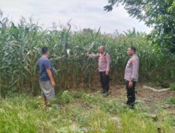 Kapolsek Kemlagi Turun ke Lahan Jagung Petani di Mojokerto, Dukung Program Ketahanan Pangan Nasional