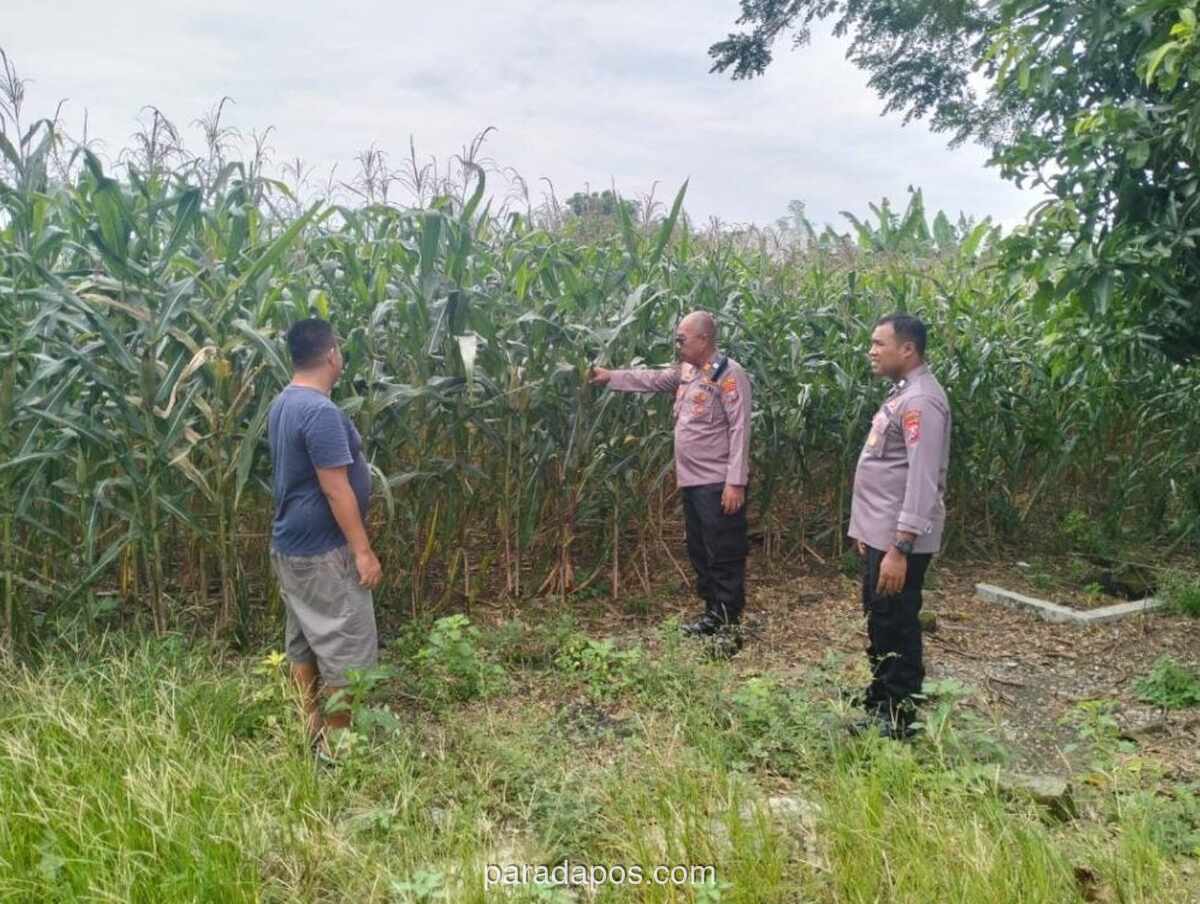 Kapolsek Kemlagi Turun ke Lahan Jagung Petani di Mojokerto, Dukung Program Ketahanan Pangan Nasional