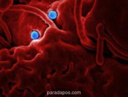 Africa CDC Sebut Sepuluh Negara Afrika Berisiko Tinggi Terpapar Ebola Akibat Mobilitas Penduduk