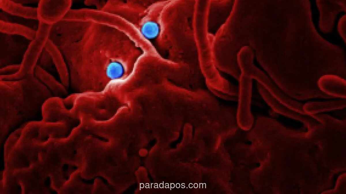 Africa CDC Sebut Sepuluh Negara Afrika Berisiko Tinggi Terpapar Ebola Akibat Mobilitas Penduduk