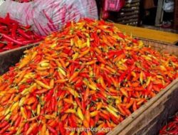 Harga Cabai Rawit Merah Tembus Rp68.000 per Kilogram, Telur Ayam Bertahan di Rp28.500