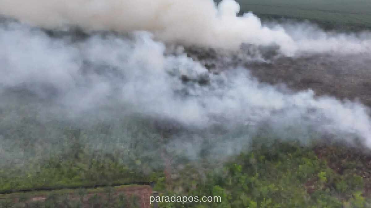 Kebakaran Hutan dan Lahan di Riau Capai 15.318 Hektare hingga Mei 2026, Didominasi Lahan Gambut