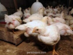 DPR Desak Kementan Segera Bertindak Selamatkan Peternak Ayam Petelur dari Tekanan Harga Pakan dan Anjloknya Harga Telur