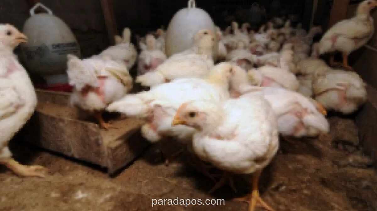 DPR Desak Kementan Segera Bertindak Selamatkan Peternak Ayam Petelur dari Tekanan Harga Pakan dan Anjloknya Harga Telur