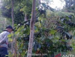 BBTNKS Turunkan Tim Selidiki Laporan Kemunculan Harimau Sumatra di Kerinci