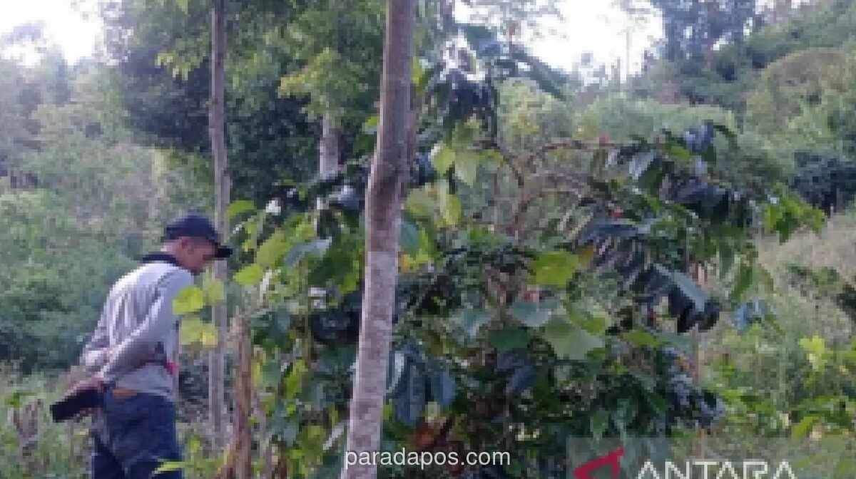 BBTNKS Turunkan Tim Selidiki Laporan Kemunculan Harimau Sumatra di Kerinci
