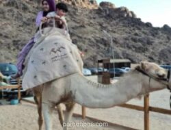 Jabal Uhud: Ziarah Sejarah, Pesona Alam, dan Budaya Menunggang Unta bagi Jemaah Haji Indonesia