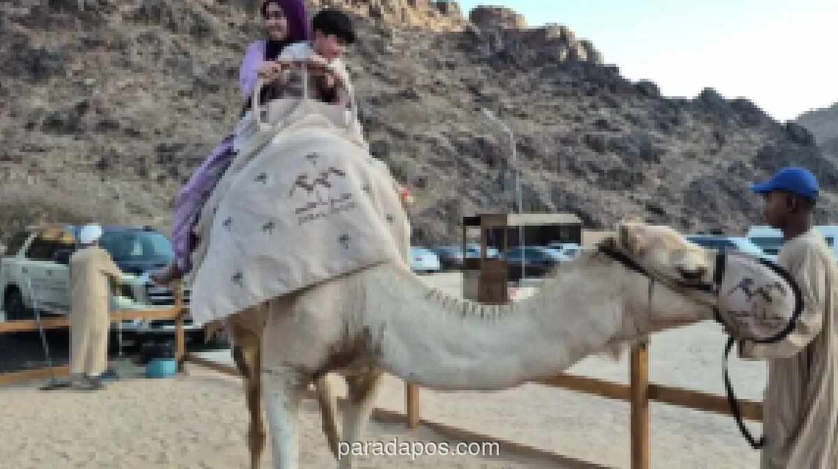 Jabal Uhud: Ziarah Sejarah, Pesona Alam, dan Budaya Menunggang Unta bagi Jemaah Haji Indonesia