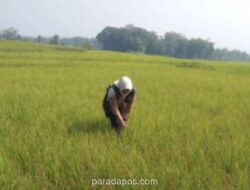 Garut Aktifkan Pompanisasi dan Asuransi Hadapi Kekeringan di 508 Hektare Sawah