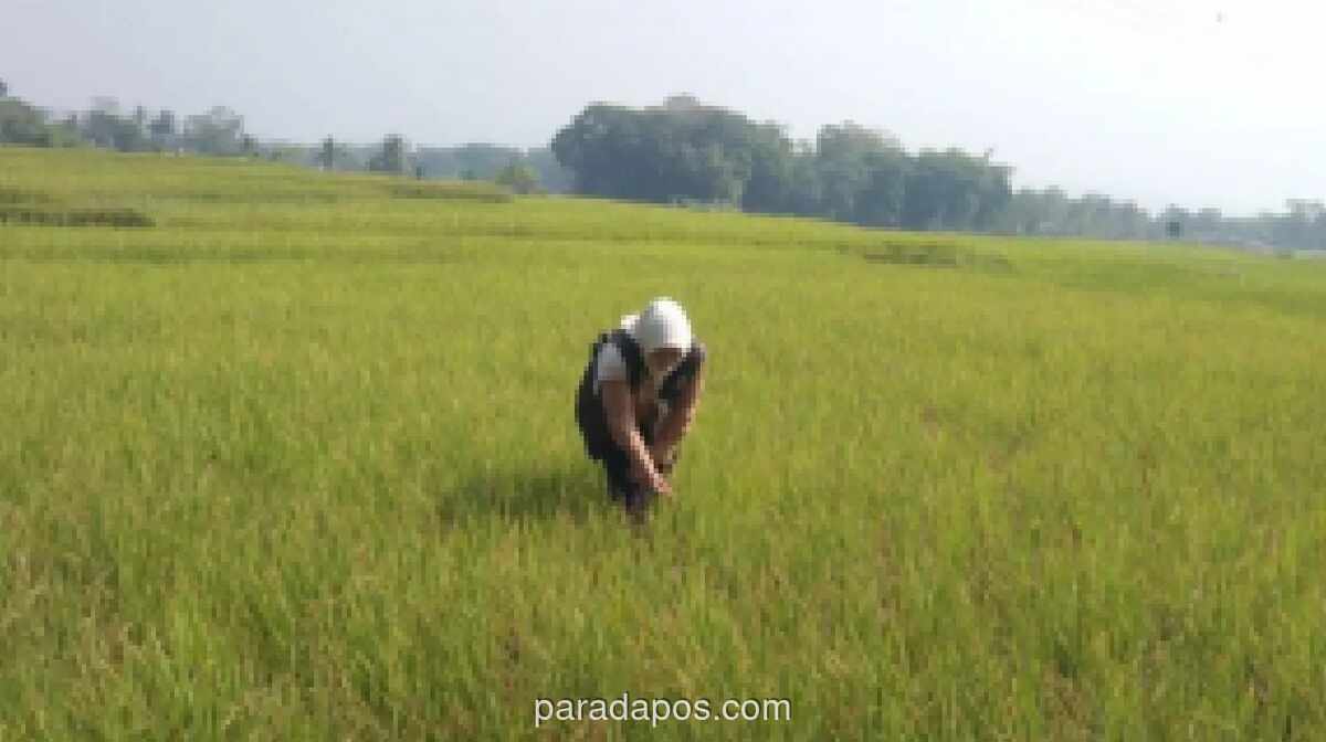 Garut Aktifkan Pompanisasi dan Asuransi Hadapi Kekeringan di 508 Hektare Sawah